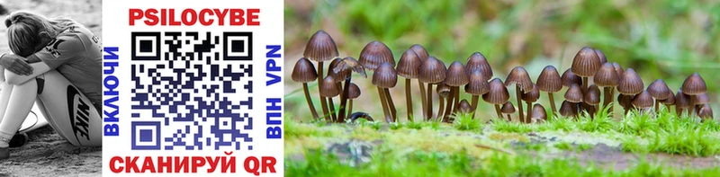 как найти закладки  Таштагол  Псилоцибиновые грибы Psilocybe 